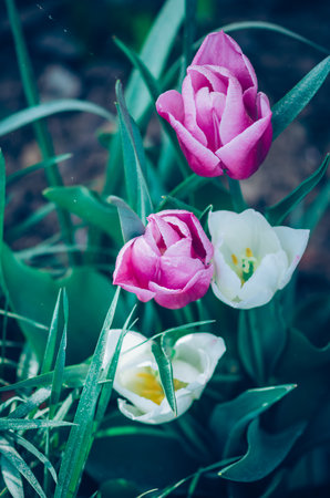 blooming pink and white tulips and green backgroundの写真素材