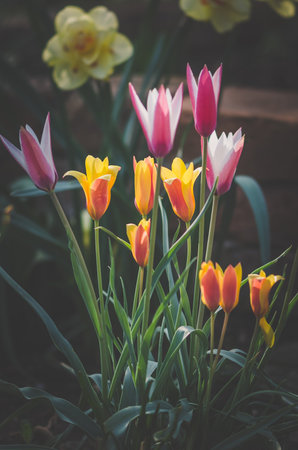 blooming yellow, red, white and orange tulips and yellow daffodils in spring gardenの写真素材