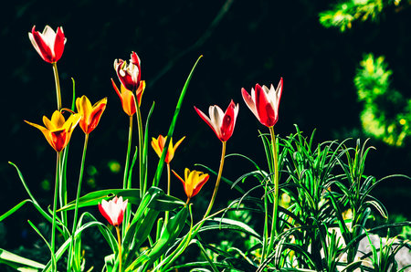 colorful botanical tulips shining in spring sunlight on black backgroundの写真素材