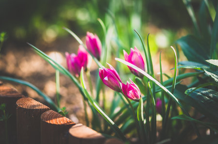 beautiful majestic pink tulips in spring gardenの写真素材