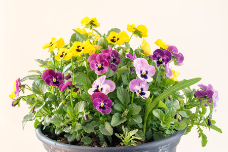 white, pink, yellow and blue colors of tiny spring wiola flowersの写真素材