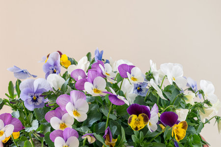 white, pink, yellow and blue colors of tiny spring wiola flowersの写真素材