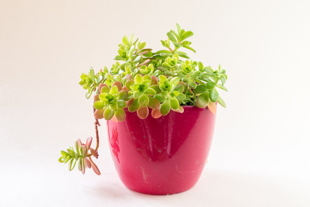 green succulent in flowerpot, isolatedの写真素材