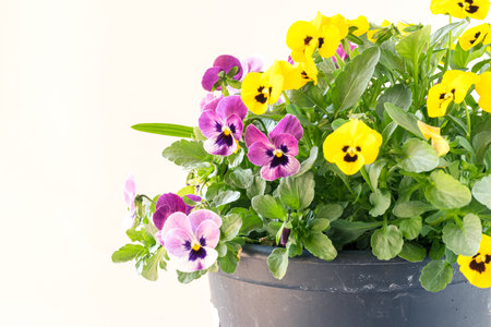 white, pink, yellow and blue colors of tiny spring wiola flowersの写真素材