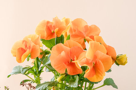 orange tiny spring wiola flowers with green leavesの写真素材