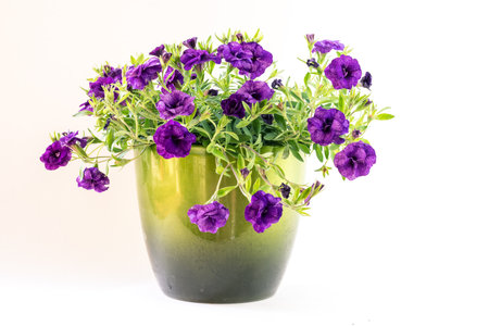 purple petunia flower in green flowerpot isolated, white backgroundの写真素材