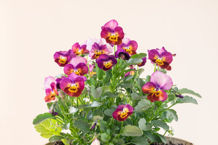 purple and pink tiny spring wiola flowers with green leavesの写真素材