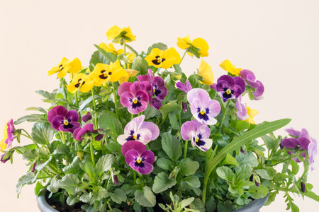 white, pink, yellow and blue colors of tiny spring wiola flowersの写真素材