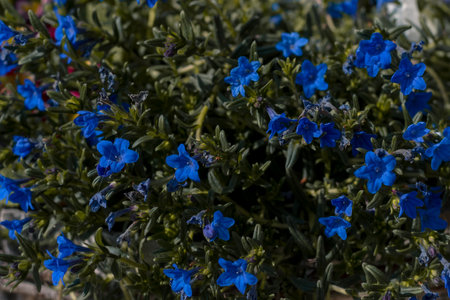 blooming forget-me-not tiny flower and green leavesの写真素材