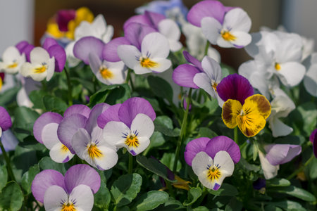white, pink, yellow and blue colors of tiny spring wiola flowersの写真素材