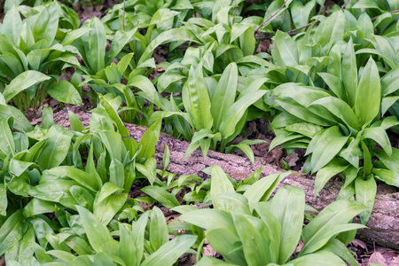 green wild garlic leaves backgroundの写真素材