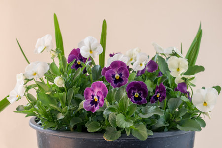 purple and white tiny spring wiola flowers with green leavesの写真素材
