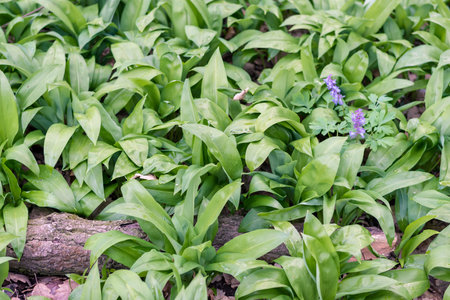 green wild garlic leaves backgroundの写真素材