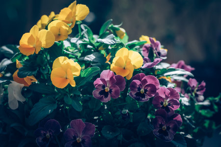 white, pink, yellow and blue colors of tiny spring wiola flowersの写真素材
