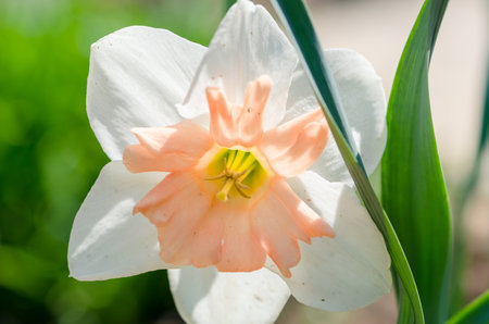 colorful exotic narcissus flower detailの写真素材