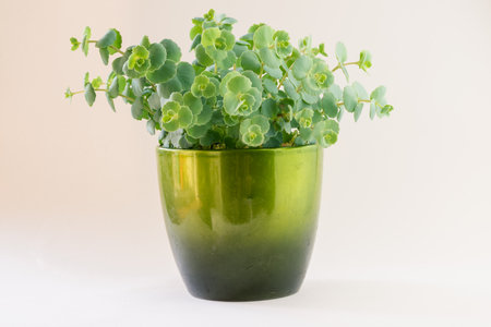 green succulent in flowerpot, isolatedの写真素材