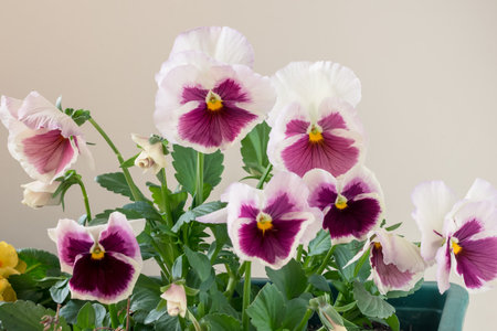purple and white tiny spring wiola flowers with green leavesの写真素材