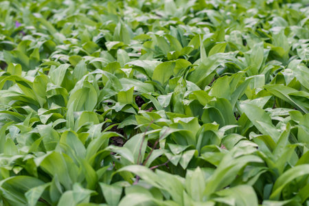 green wild garlic leaves backgroundの写真素材