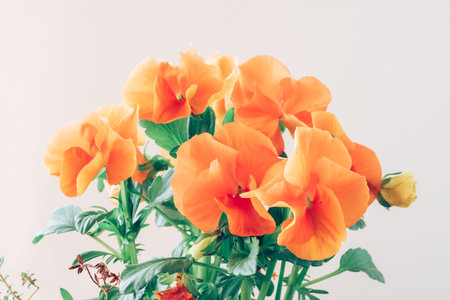 orange tiny spring wiola flowers with green leavesの写真素材