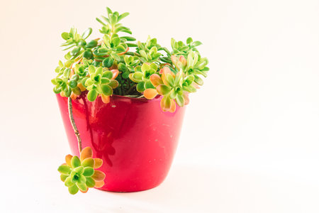 green succulent in flowerpot, isolatedの写真素材
