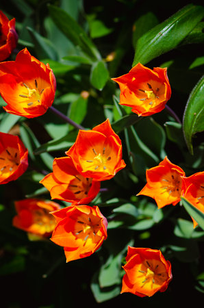 vivid red tulips, green leaves backgroundの写真素材