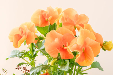 orange tiny spring wiola flowers with green leavesの写真素材