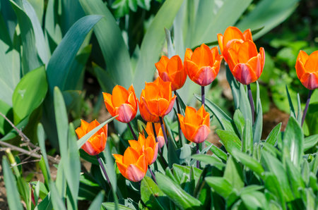 vivid red tulips, green leaves backgroundの写真素材