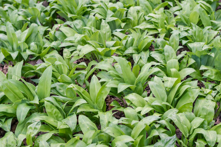 green wild garlic leaves backgroundの写真素材