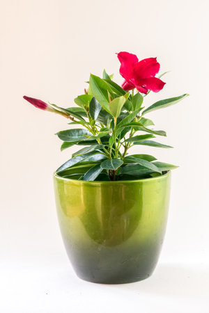 beautiful red mandevila flower isolated, white backgroundの写真素材