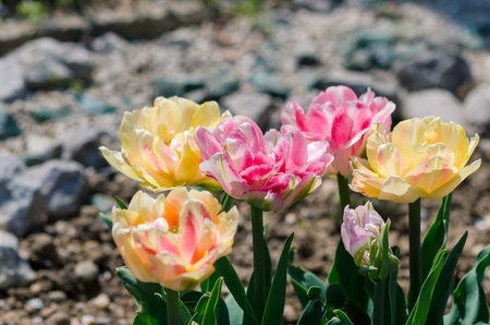vivid pink and yellow tulips, green leavesの写真素材