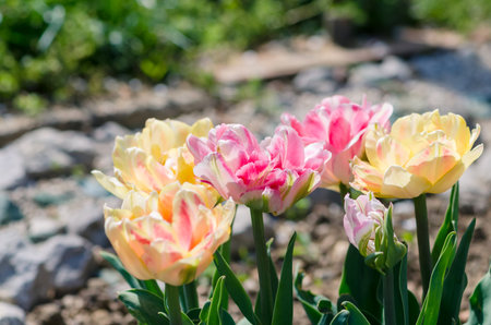 vivid pink and yellow tulips, green leavesの写真素材