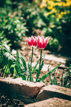 vivid pink, white tulips, green leavesの写真素材