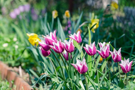 vivid pink, white tulips, green leavesの写真素材