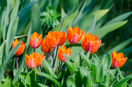 vivid red tulips, green leaves backgroundの写真素材