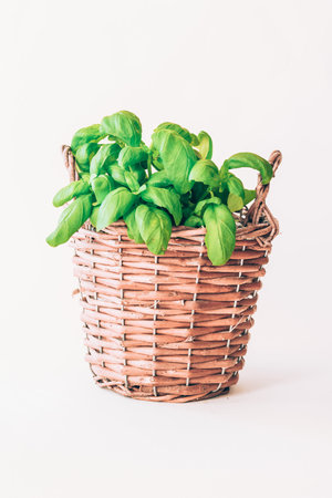 fresh green basil herb in pot isolatedの写真素材