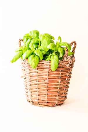 fresh green basil herb in pot isolatedの写真素材
