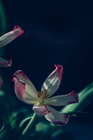 blooming red white tulips with green leaves, sad funeral concept, dark atmosphereの写真素材
