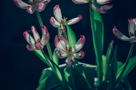 blooming red white tulips with green leaves, sad funeral concept, dark atmosphereの写真素材