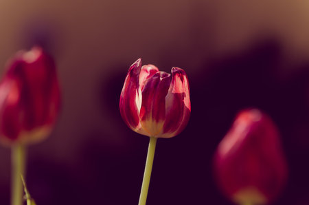 blooming red white tulips with green leaves, sad funeral concept, dark atmosphereの写真素材