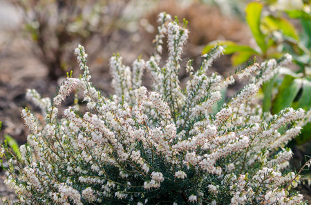 beautiful heath with white flowersの写真素材