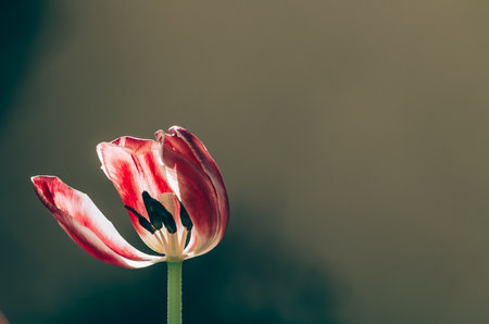 blooming red white tulips with green leaves, sad funeral concept, dark atmosphere, copy spaceの写真素材