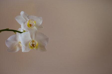 beautiful white orchid flower bloomingの写真素材