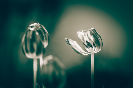 blooming red white tulips with green leaves, sad funeral concept, dark atmosphereの写真素材