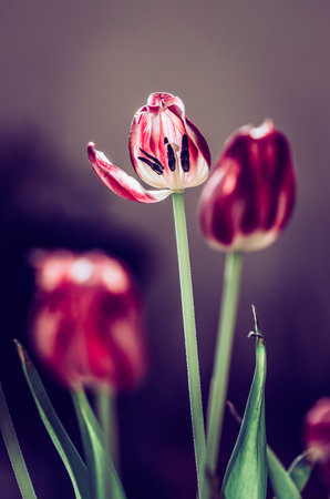 blooming red white tulips with green leaves, sad funeral concept, dark atmosphereの写真素材