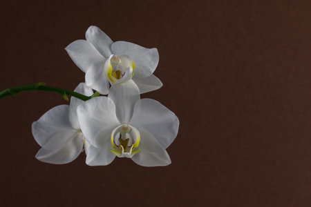 beautiful white orchid flower blooming, black backgroundの写真素材