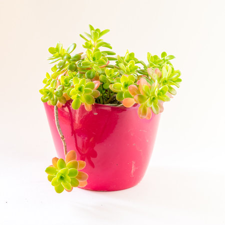 green decorative succulent in flower pot, white background, isolatedの写真素材