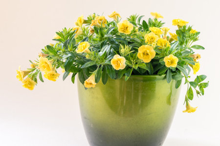 yellow petunia flower in green flower pot isolatedの写真素材