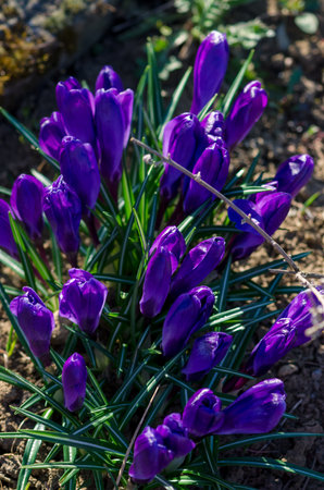 crocus flowers in green spring gardenの写真素材