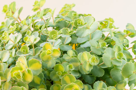 green panachured decorative succulent, white background, isolatedの写真素材