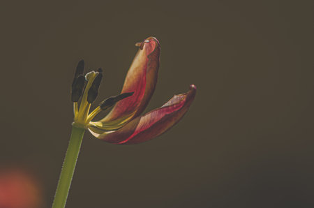 blooming red white tulips with green leaves, sad funeral concept, dark atmosphereの写真素材